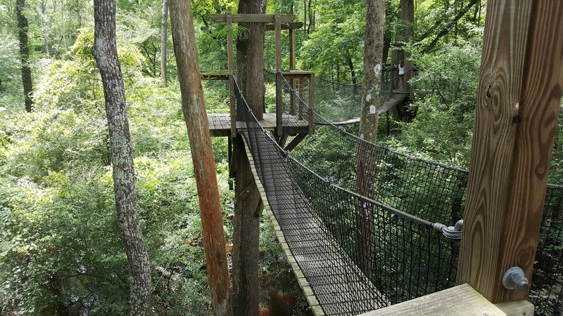 Take the Walk Above the Forest Floor