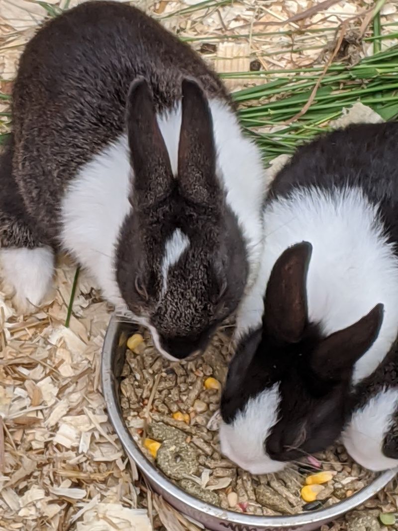 Farmyard Fun With a Wild Twist - Bear Den Zoo & Petting Farm in Waterford, Racine County