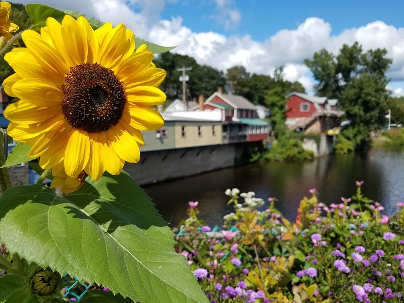 Flowers That Change With the Seasons