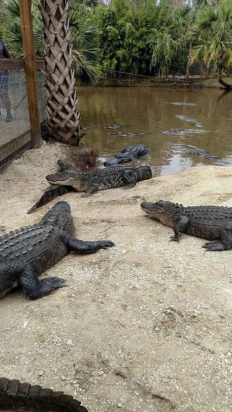 Gator Shows That Turn Watching Into Learning