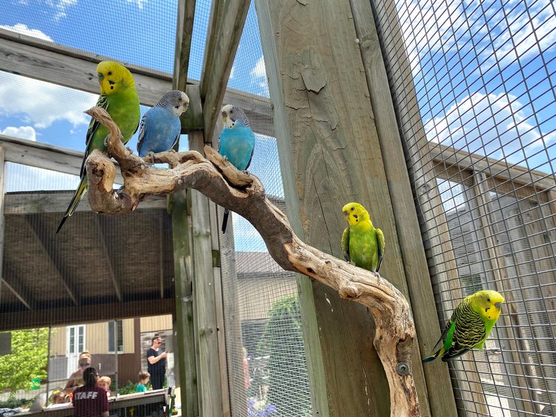 Birds That Bring the Adventure Closer