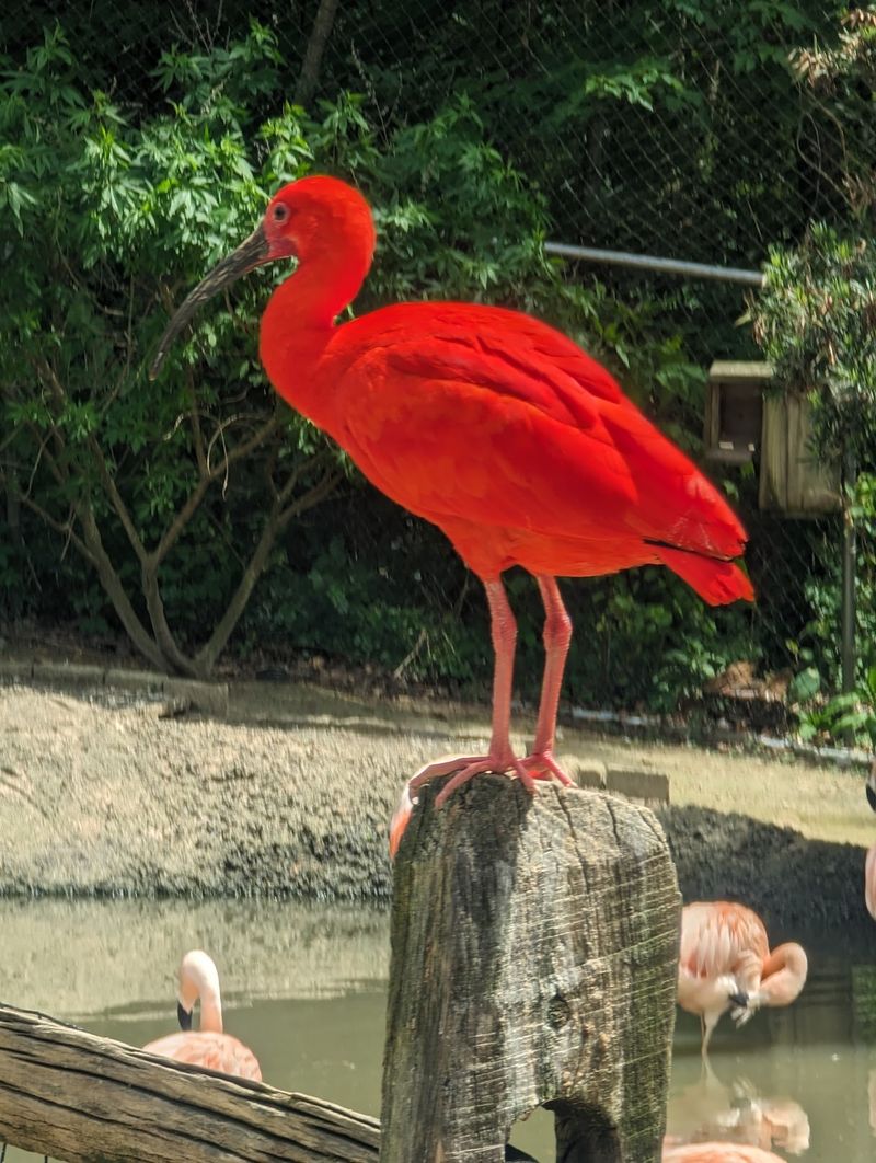 The Landing Zone Brings Birds To Your Hands