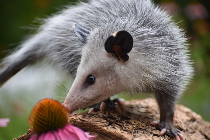 Small Patients, Big Comebacks - Blue Ridge Wildlife Center in Boyce, Clarke County