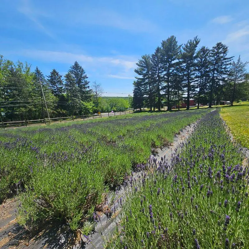 The Family Story Behind Peace Valley Lavender Farm