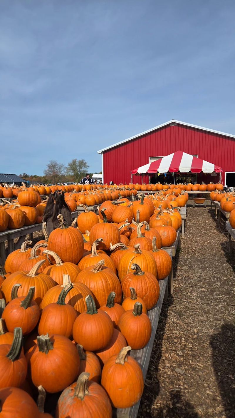 Simple Fall Fun in West Bridgewater