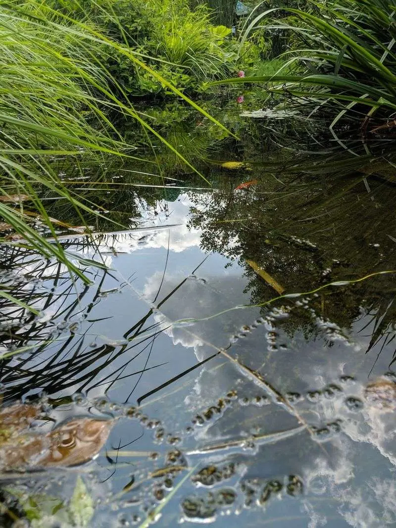 Ponds, Frogs, And Tiny Wildlife Moments