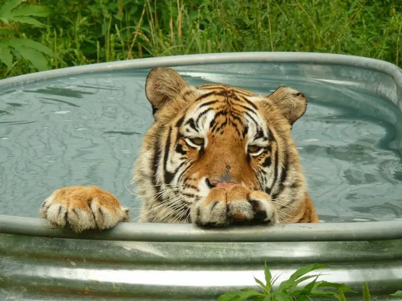 A Rescue Visit With a Roar - Wisconsin Big Cats in Rock Springs, Sauk County