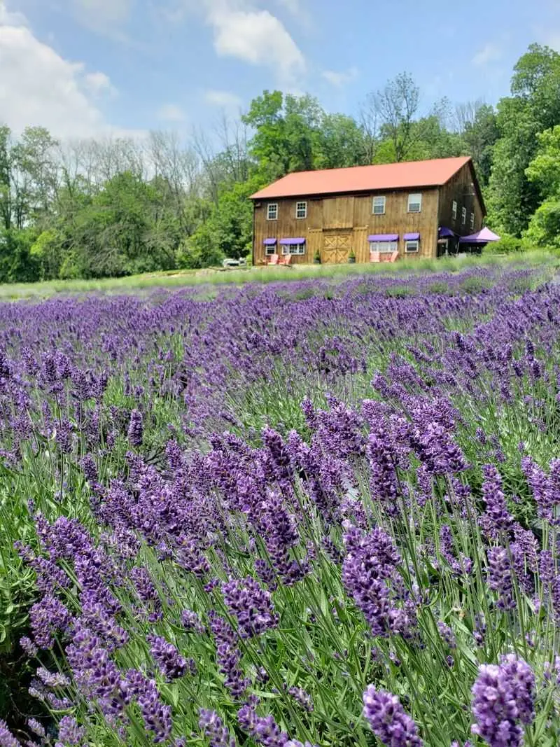 A Lavender Farm Hidden In The Hills Of Doylestown
