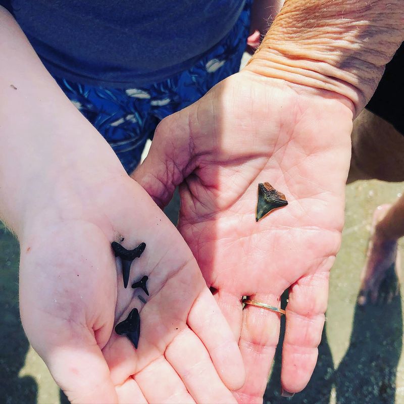 Shark Teeth Searching Starts With Tide Smarts