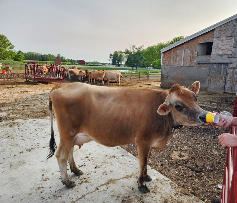 Meet The Cows And See The Farm Animals