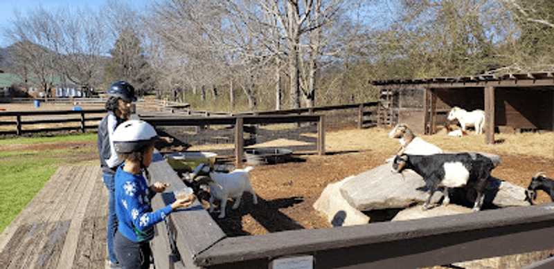 Kid-Friendly Mountain Fun Beyond the Table