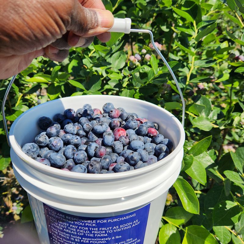 Blueberry Picking With a Purpose