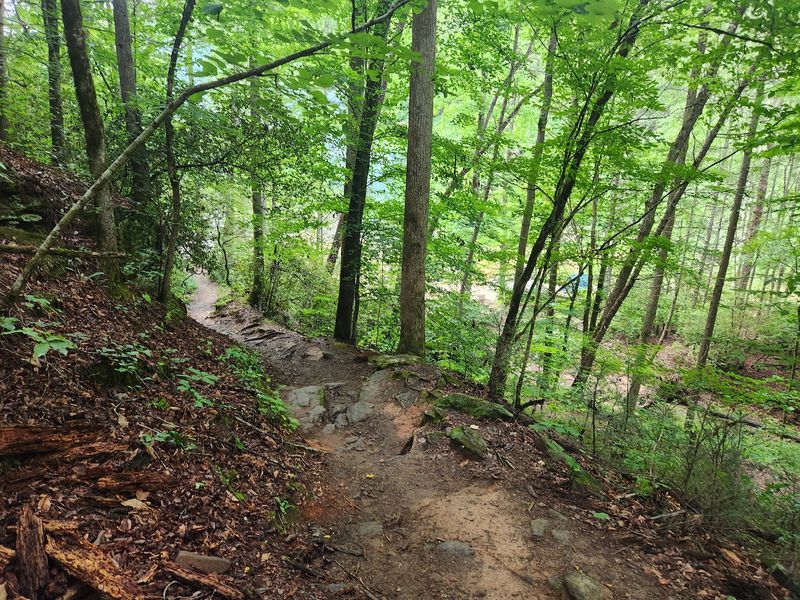Woodland Details Make the Walk Shine