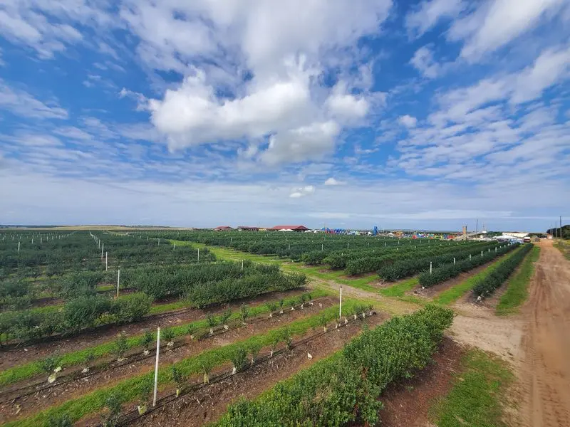 Southern Hill Farms Is Much Bigger Than a Flower Field