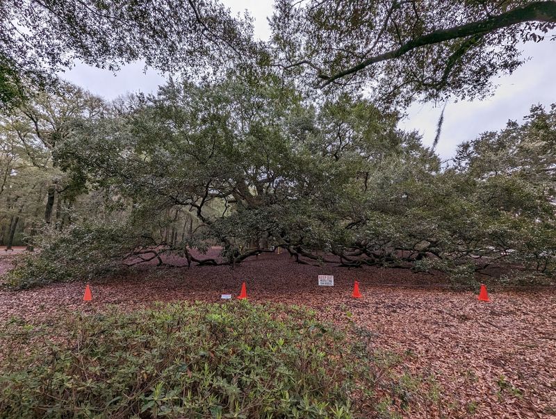 Plan Your Visit Around the Tree