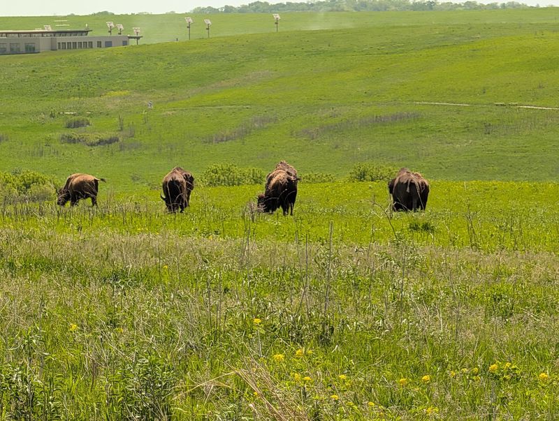 Birds, Butterflies, and Small Prairie Drama