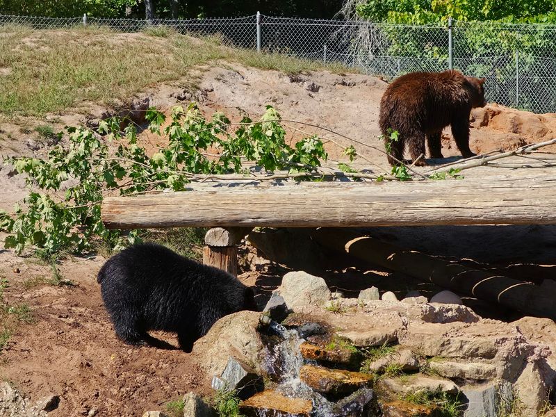 The Rescue Story Behind the Visit