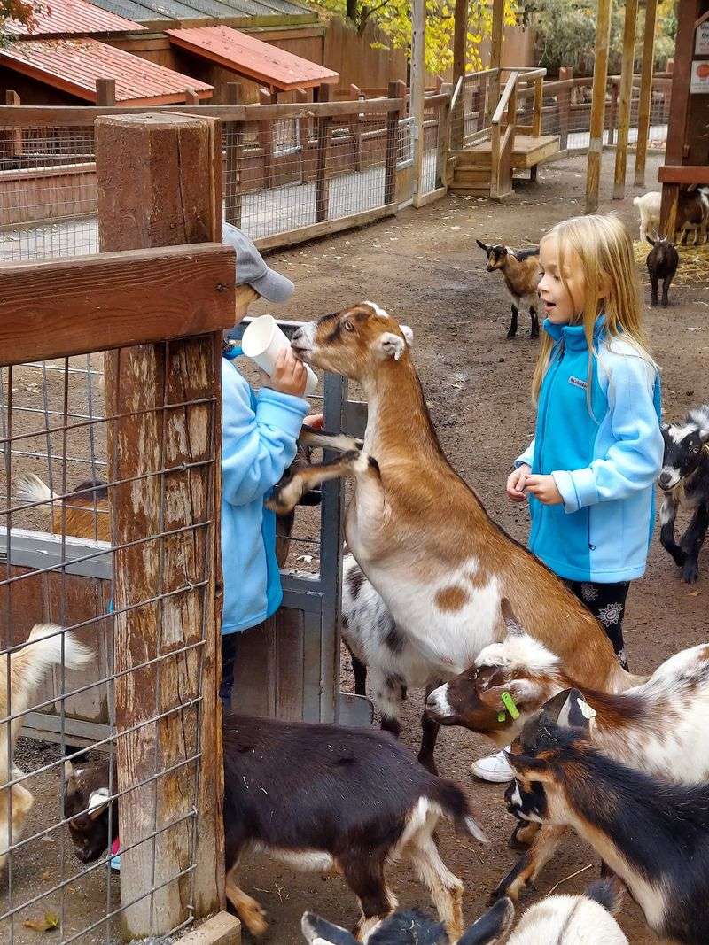 Petting Areas Make The Day Feel Personal