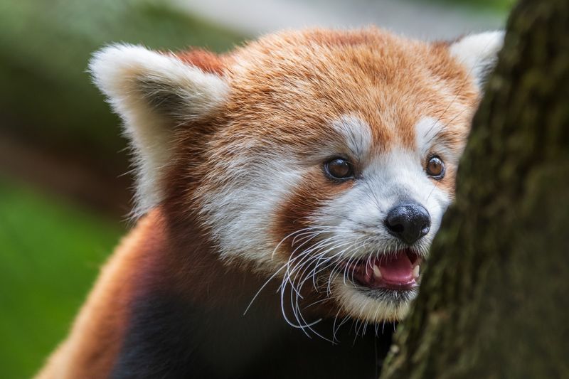 Endangered Animals Take the Spotlight