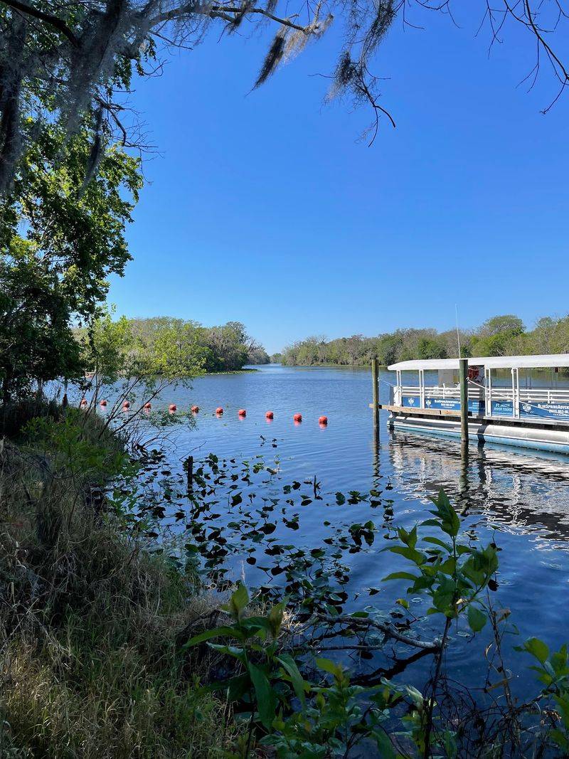 Manatees Turn Winter Visits Into Something Magical