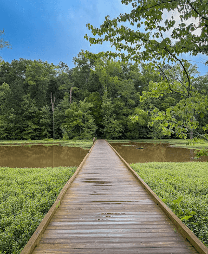 Boardwalks Over Quiet Water