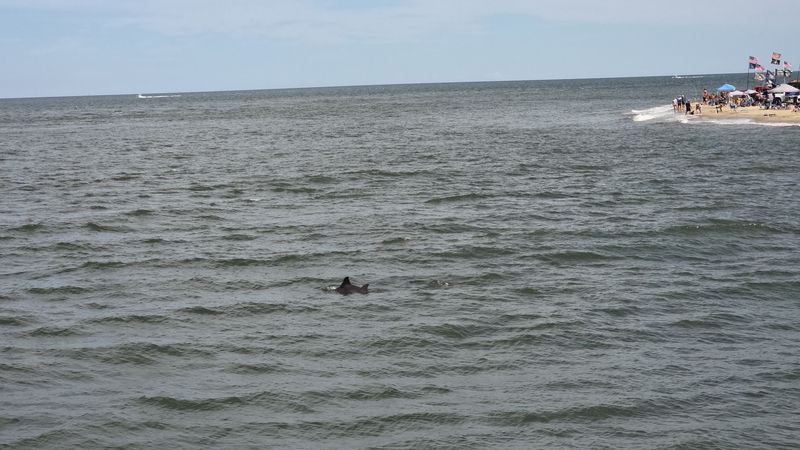The Chance to Spot Dolphins
