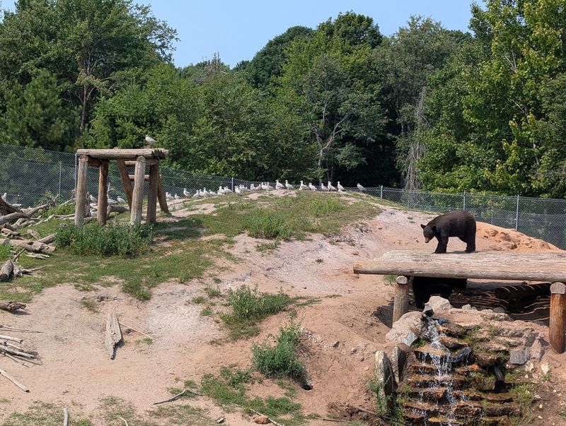 A Front-Row Seat to Bear Behavior