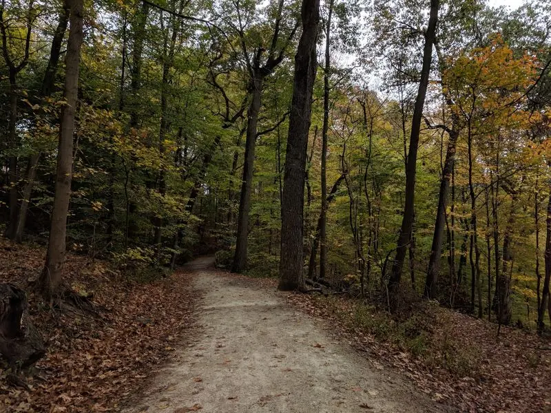Tree-Covered Trails That Feel Far From the City