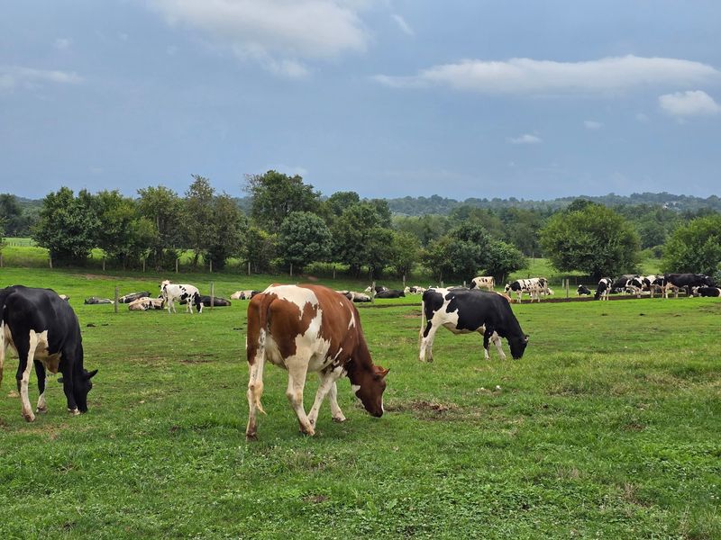 The Milk Comes From Merrymead's Own Holstein Herd
