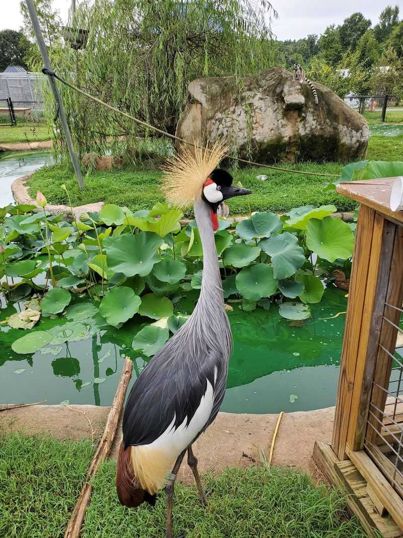 Zootastic Park in Troutman, Iredell County,