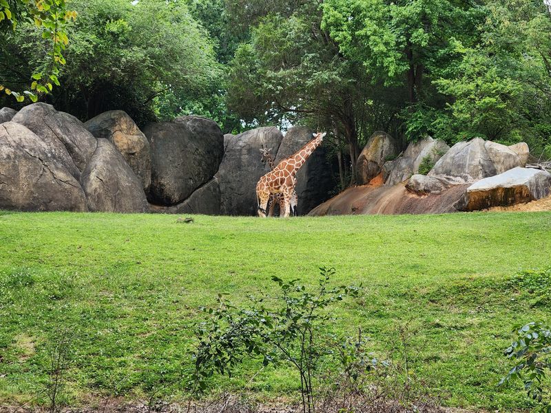 Africa Feels Like a Mini Safari Without the Passport