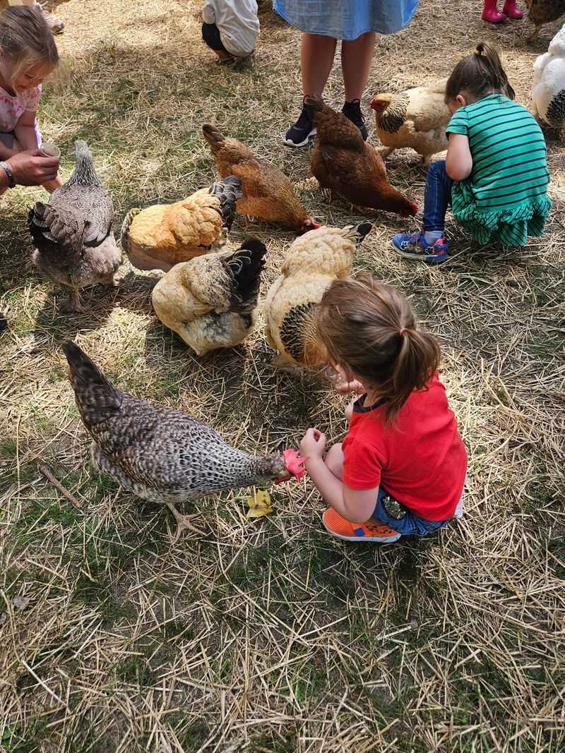 The Feathered Farm - Zebulon
