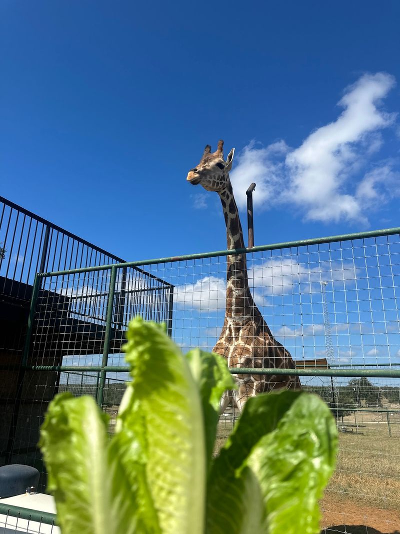 Exotic Resort Zoo, Johnson City, Blanco County