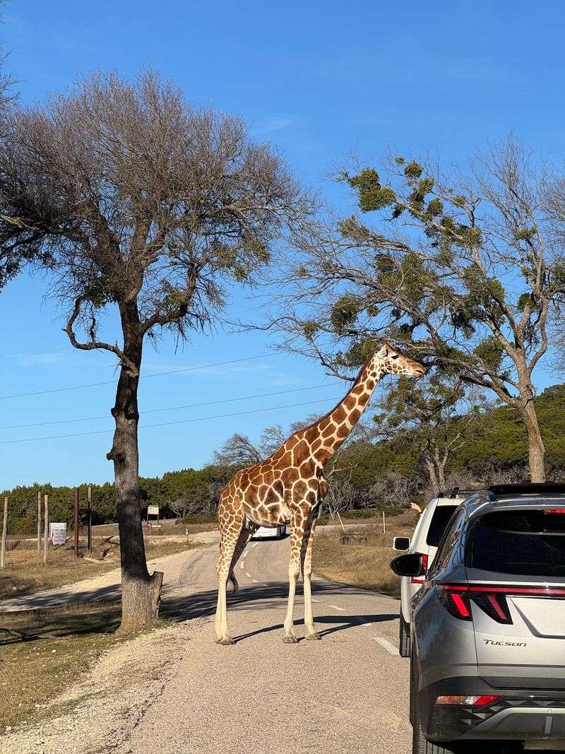 Fossil Rim Wildlife Center in Glen Rose, Somervell County