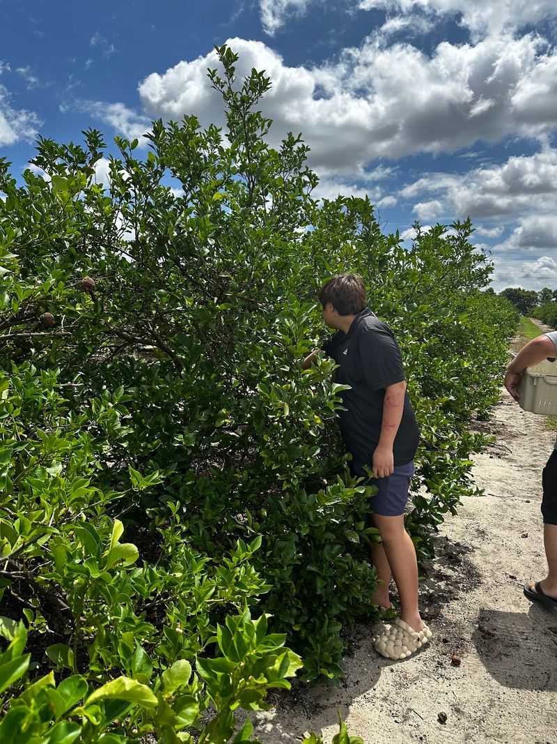 Camellia Groves - Winter Haven, Florida