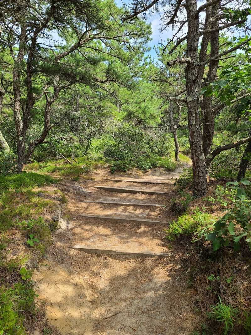 Atlantic White Cedar Swamp Trail - Wellfleet