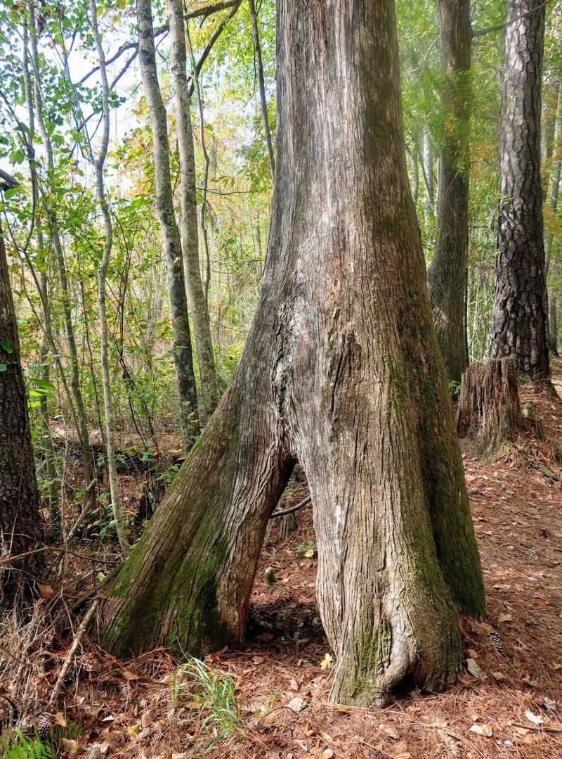 The Nature Trail Changes the View