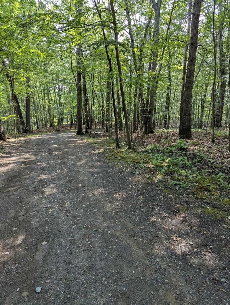 Where the Woods Still Hold Mohegan Beginnings