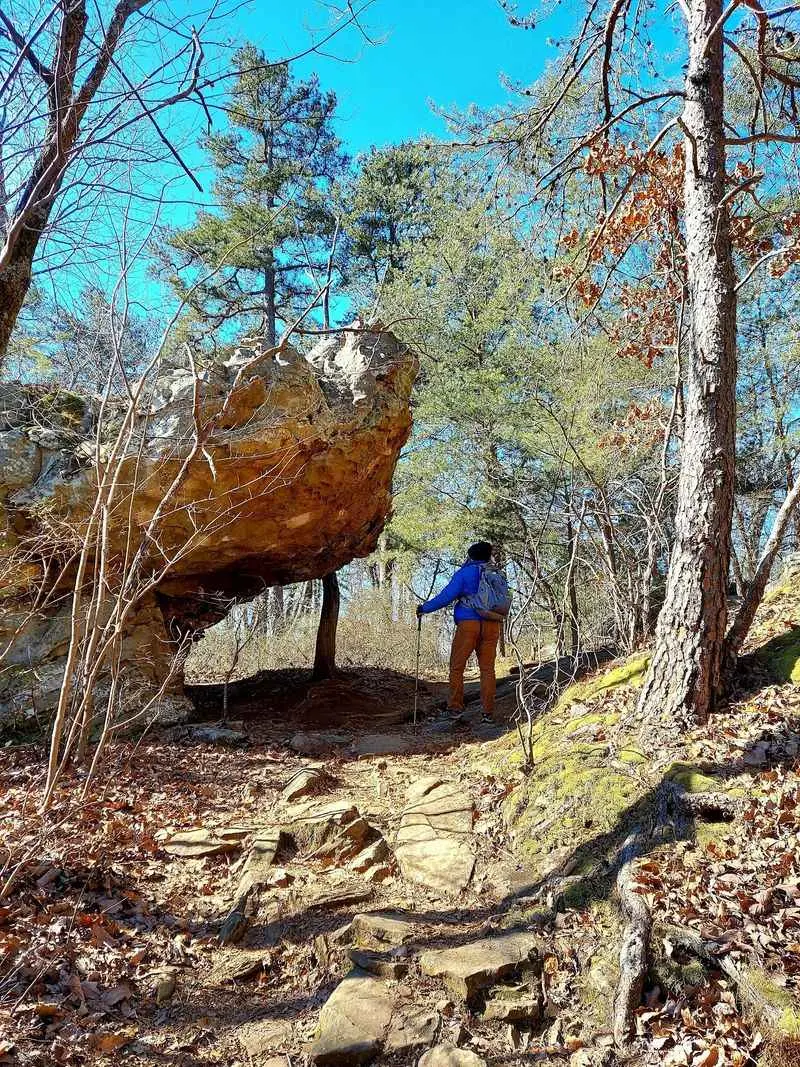 A Forest Walk That Hides a Giant Secret