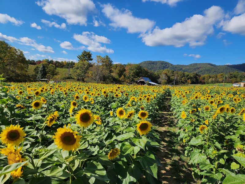 Doe Run Farm - Culpeper