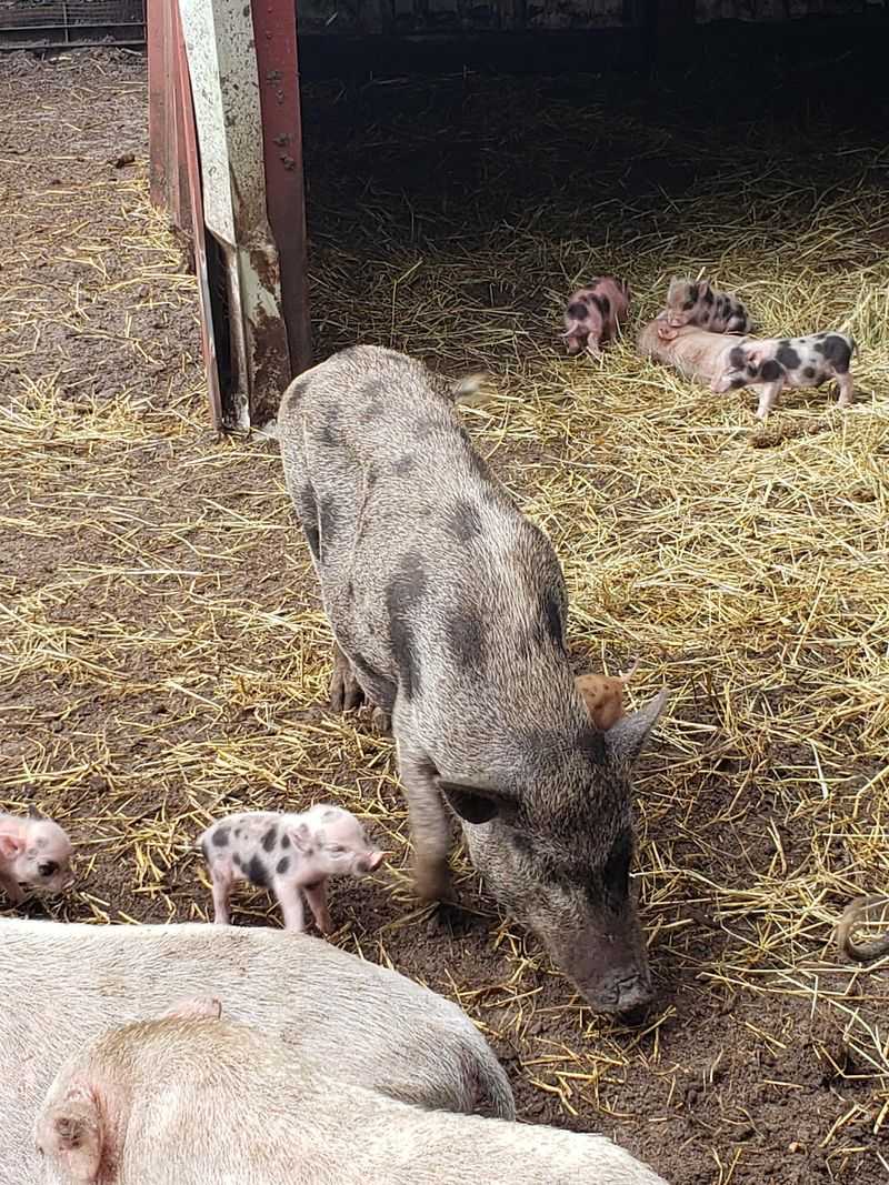 Hunsader Farms - Bradenton
