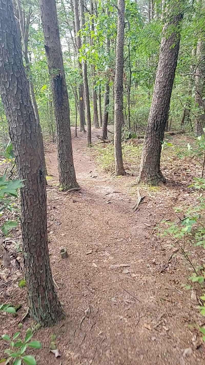 West Rim Loop Trail, Cloudland Canyon State Park, Rising Fawn