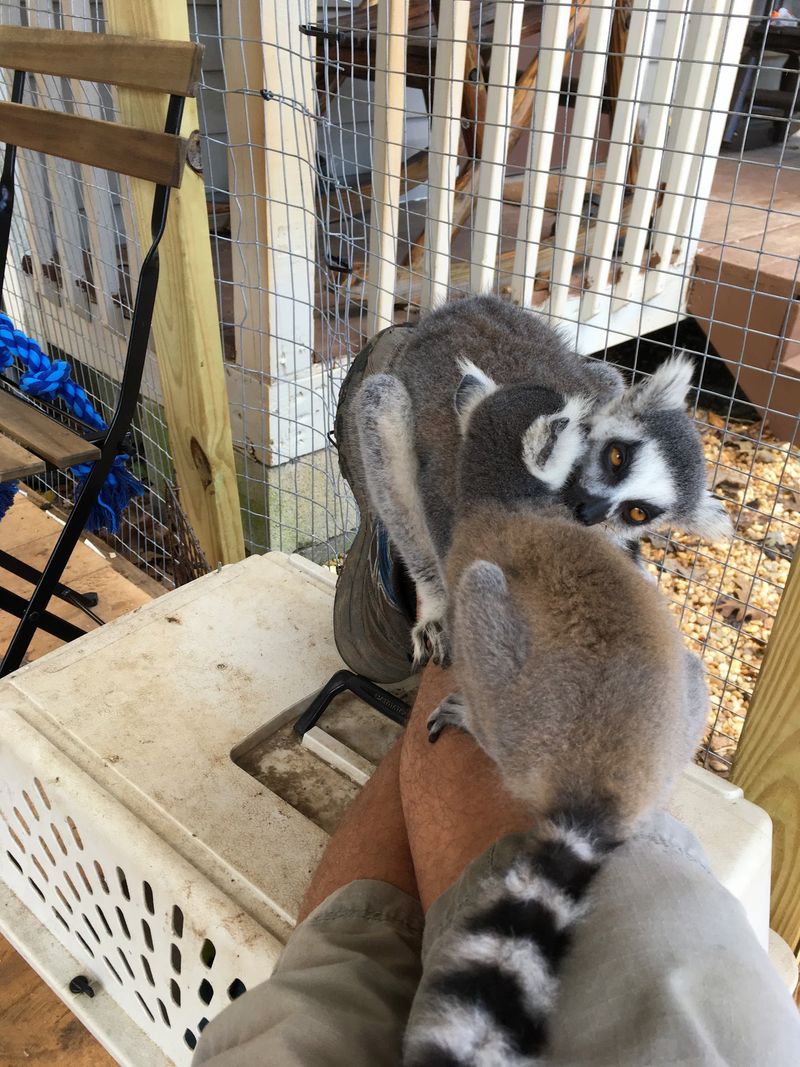 An Easygoing Animal Stop: Half Moon Petting Zoo