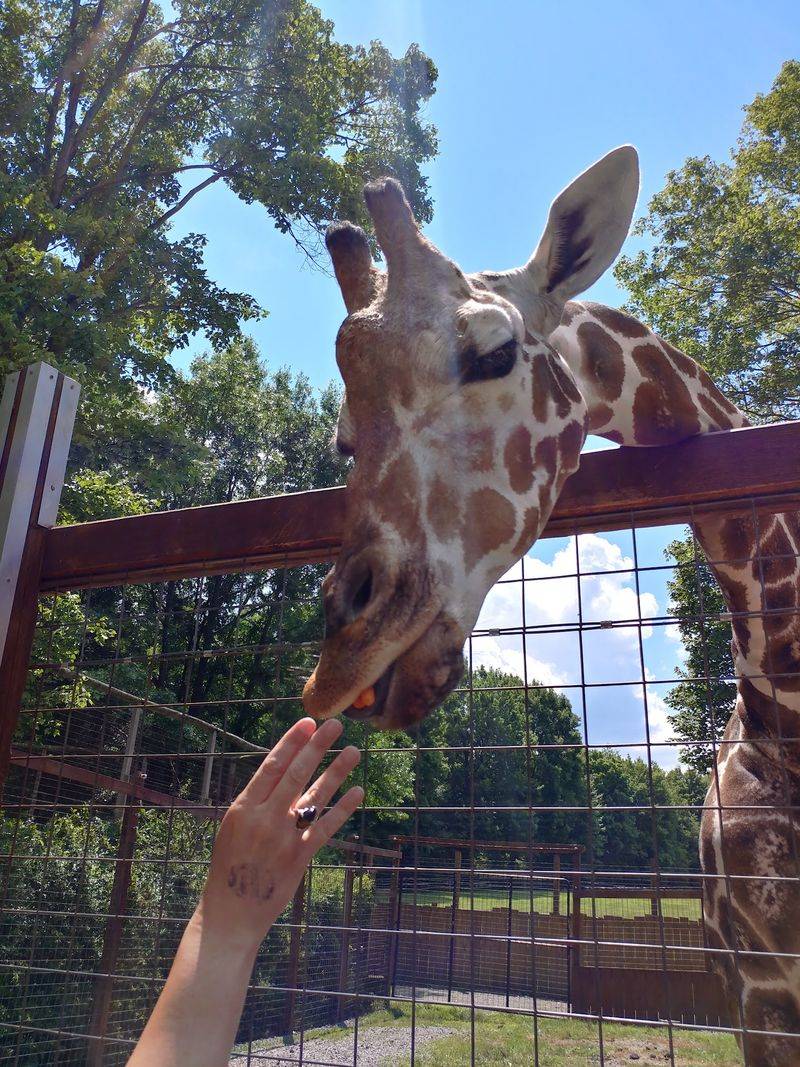 Hand-Feeding Turns Visitors Into Snack-Time Celebrities