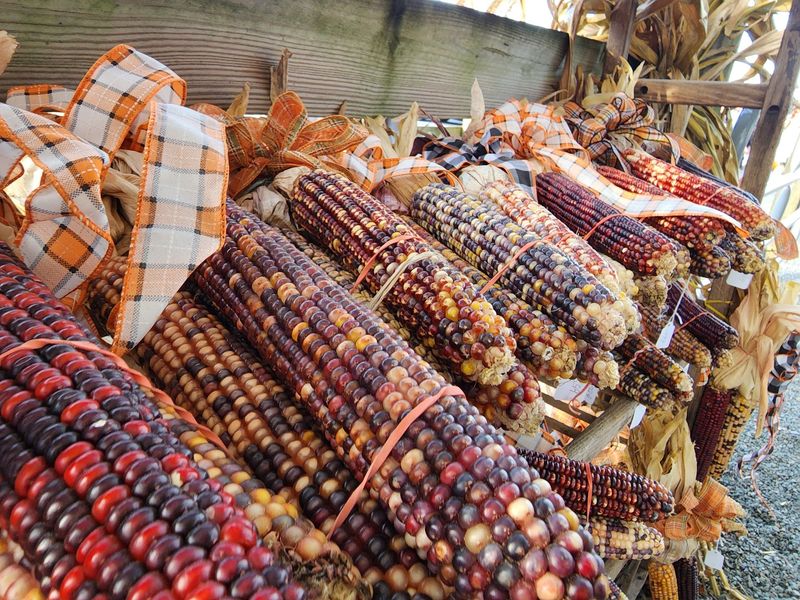 Fall Fun Beyond the Cone