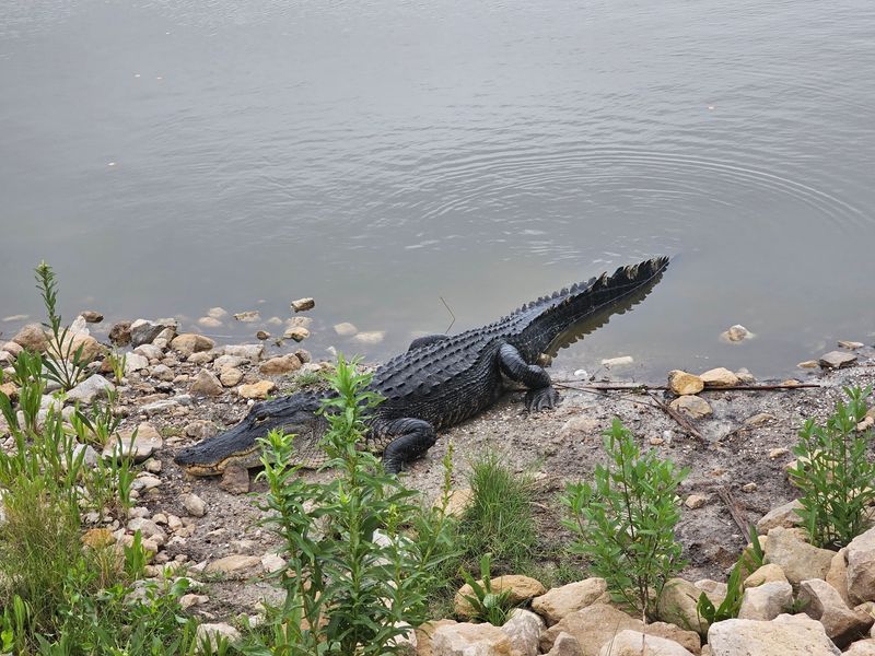 Wildlife Watching Around The Marsh