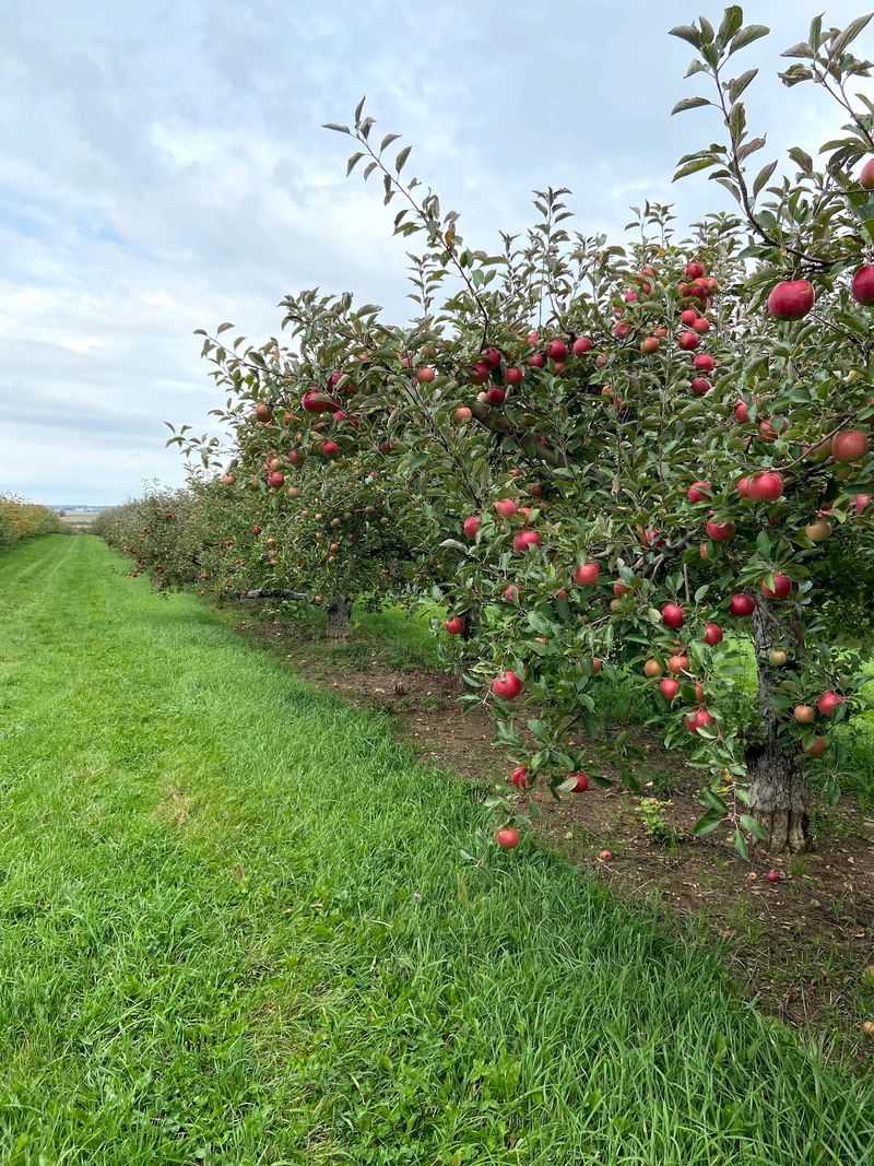 Apple Barn Orchard & Winery: A Weekend Worth Savoring