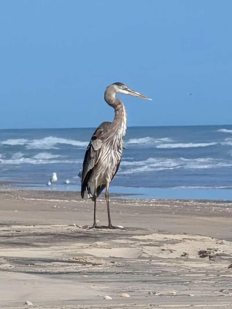 Laguna Atascosa National Wildlife Refuge, Los Fresnos, Cameron County