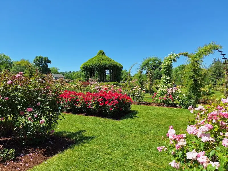 June Brings the Big Rose Moment