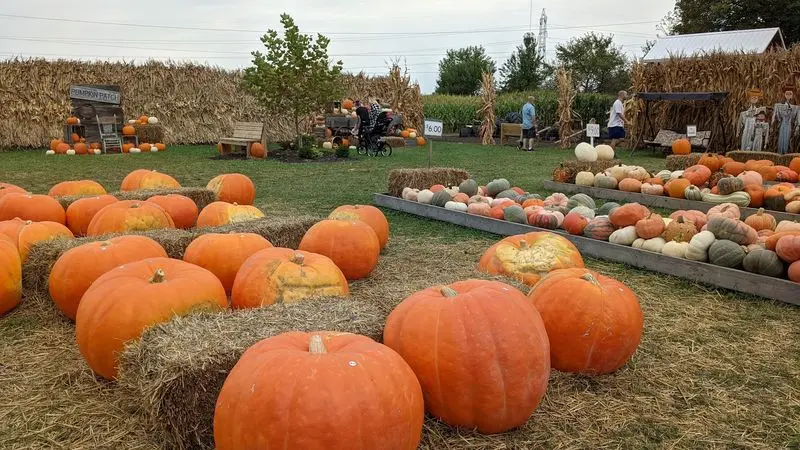 Fleitz Pumpkin Farm in Oregon